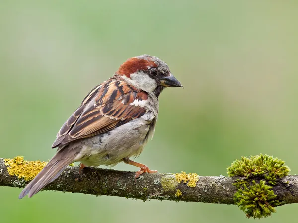Unveiling the Mystery of the Dalauan Sparrow: A Symbol of Resilience and Biodiversit