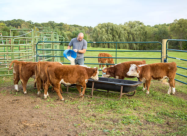 Where to Use Cattle Creep Feeders for Better Livestock Growth