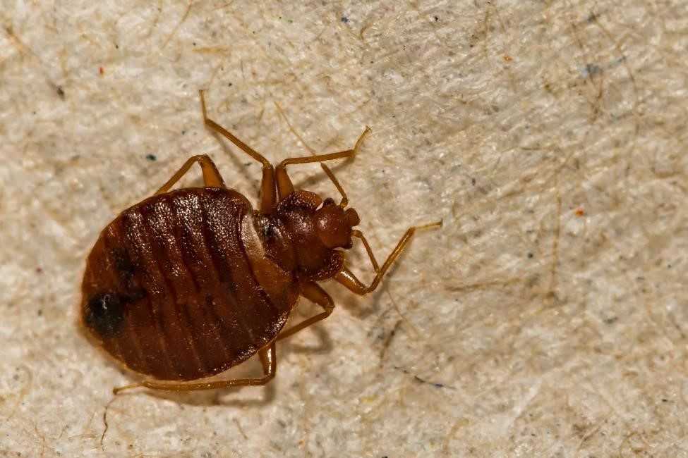 bed bugs removal service Springfield MO