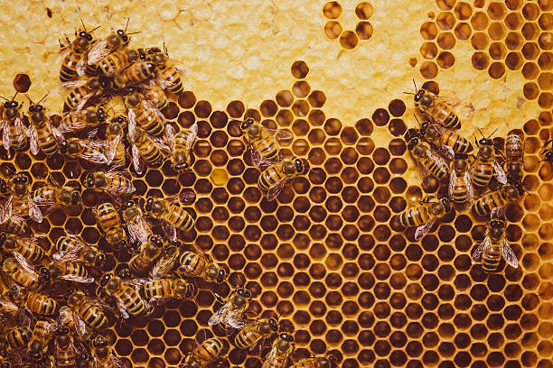 honeycomb